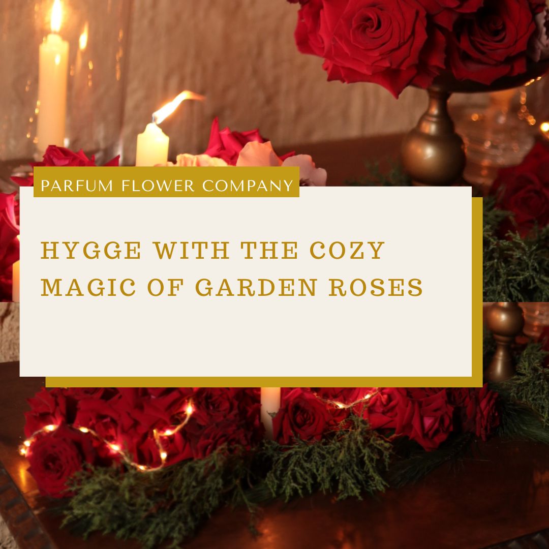 Hygge with the cozy magic of garden roses