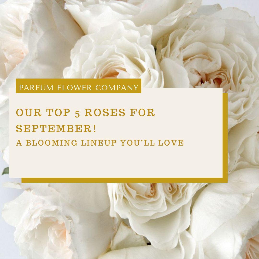 Our top 5 roses for september: a blooming lineup you’ll love