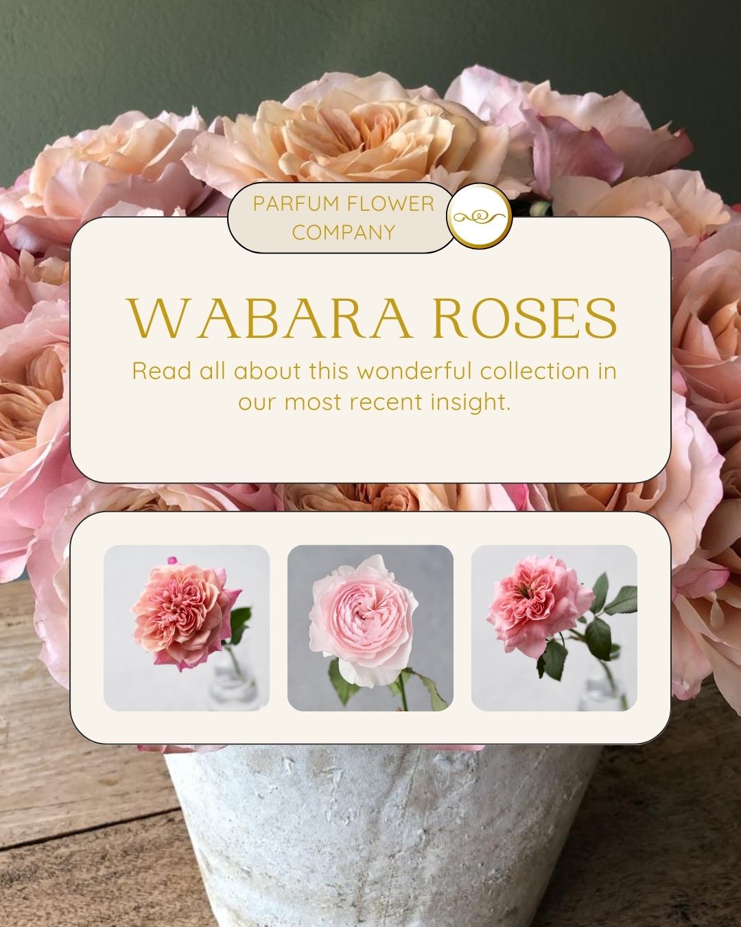 Wonderful Wabara roses from Japan